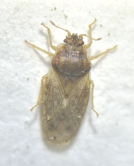 Piesma maculatum