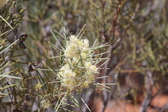 Hakea leucoptera