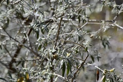 Buddleja cordobensis