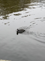 Fulica atra