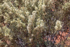 Hakea leucoptera
