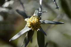 Buddleja cordobensis