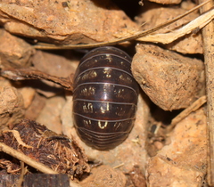 Armadillidiidae