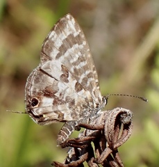 Cacyreus darius