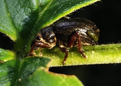 Entiminae