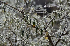 Buddleja cordobensis