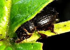 Entiminae
