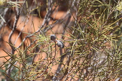 Hakea leucoptera