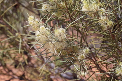 Hakea leucoptera