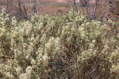 Hakea leucoptera