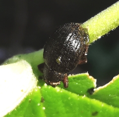 Entiminae