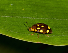 Iphiclus duodecimpustulatus
