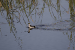 Phalaropus fulicarius
