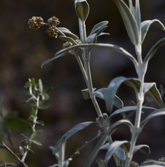 Buddleja cordobensis
