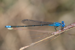 Pseudagrion cingillum