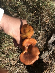 Omphalotus olearius