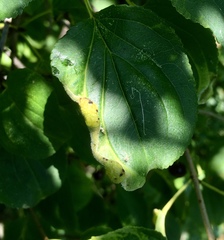 Trichochermes walkeri