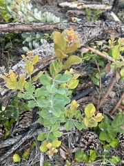 Lyonia fruticosa