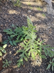 Volutaria canariensis