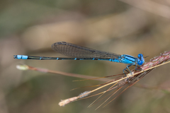 Pseudagrion cingillum