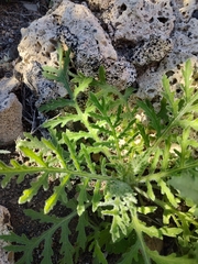 Volutaria canariensis