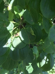 Trichochermes walkeri