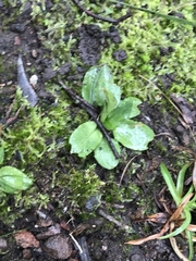 Pterostylis nutans
