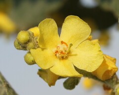 Verbascum pulverulentum