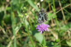 Melanargia galathea