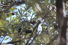 Phylidonyris niger