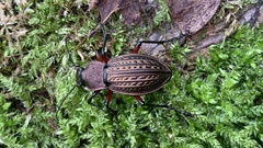 Carabus cancellatus