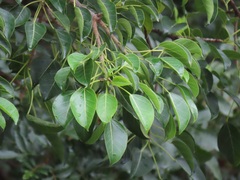 Ficus polita