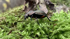Carabus cancellatus