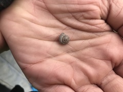 Backeljaia gigaxii