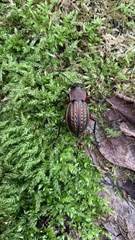 Carabus cancellatus