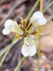 Moraea deltoidea