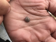 Backeljaia gigaxii