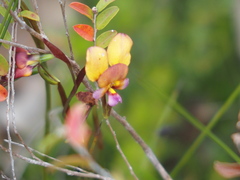 Diuris longifolia