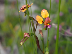 Diuris longifolia