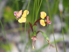 Diuris longifolia