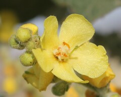 Verbascum pulverulentum