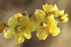 Verbascum pulverulentum