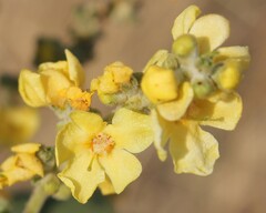 Verbascum pulverulentum