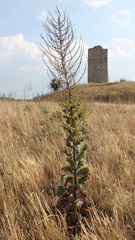 Verbascum pulverulentum