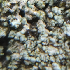 Stereocaulon nanodes