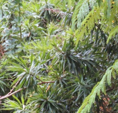 Dracaena angustifolia