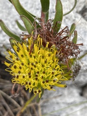 Leucospermum gracile