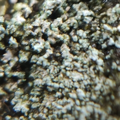 Stereocaulon nanodes