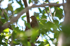 Macropygia phasianella
