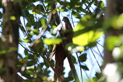 Macropygia phasianella